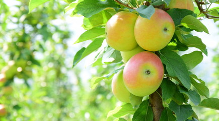 Reife Äpfel - Apfelernte im Herbst in Südtirol