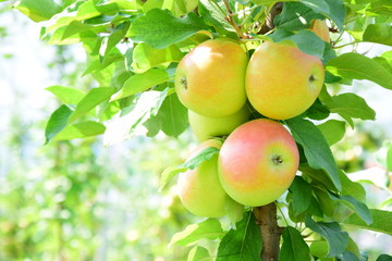 Apfelernte in Südtirol - reife Äpfel am Baum in der Morgensonne