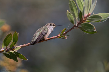 Allen's Hummingbird Female Perched on a Branch