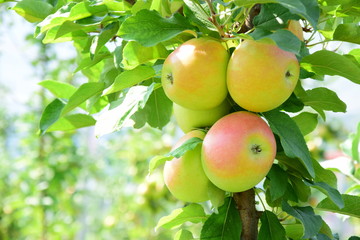 Apfelwiese mit Apfelbäumen und reifen Äpfeln - Herbstzeit und Erntezeit in Südtirol