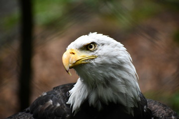 Bald eagle poised and proud upon a log.