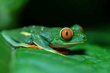 Red-eyed tree frog, Agalychnis callidryas, sitting on a leaf by night in La Tigra, Costa Rica