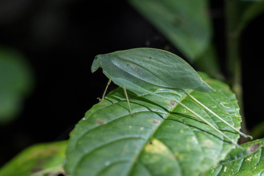 Walking leaf in La Tigra, Costa Rica 