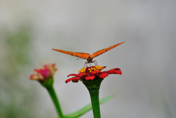 Butterfly on a flower