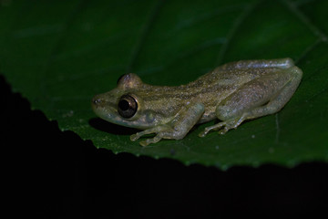 Sipurio snouted treefrog, scinax elaeochrous, sitting on a leaf by night in La Tigra, Costa Rica