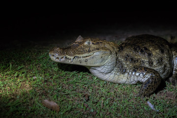 Caiman by night in Boca Tapada, Costa Rica 