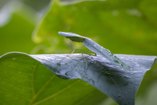 Praying mantis, Choeradodis rhombicollis, in La Tigra, Costa Rica 