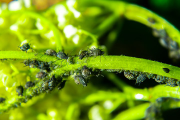 Aphids on a green leaf in nature. Macro