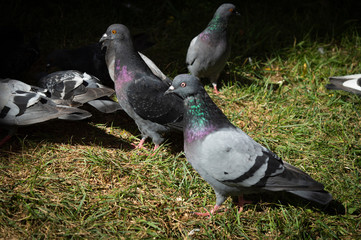 street pigeons on the green grass. urban birds