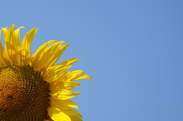 Kwiat Słonecznik Lato Żółty Niebo Niebieski