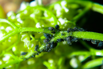 Aphids on a green leaf in nature. Macro