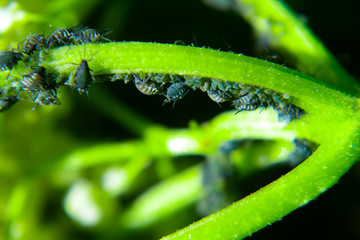 Aphids on a green leaf in nature. Macro