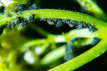 Aphids on a green leaf in nature. Macro