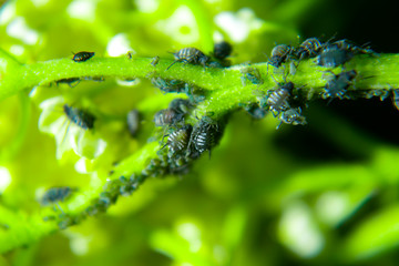 Aphids on a green leaf in nature. Macro