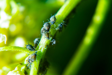 Aphids on a green leaf in nature. Macro