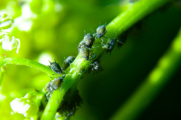 Aphids on a green leaf in nature. Macro