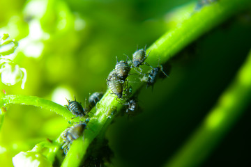 Aphids on a green leaf in nature. Macro