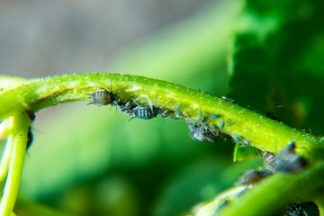 Aphids on a green leaf in nature. Macro