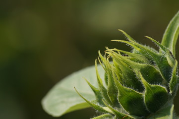 Kwiat Słonecznik Zielony Roślina Pąk Natura Macro Nie rozwinięty