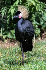 Naklejka premium Żuraw czarny koronowany (Balearica pavonina)