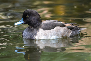 Male Tufted Duck (Aythya fuligula)