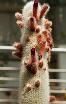 Cleistocactus Bilder – Durchsuchen 521 Archivfotos, Vektorgrafiken und ...