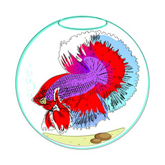 Vector illustration of a bright fighting fish inside the aquarium