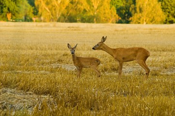 deer in the forest
