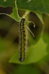 green caterpillar on a leaf