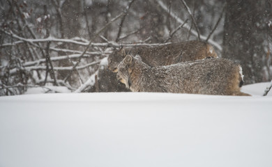 Obraz premium Canadian lynx in the wild