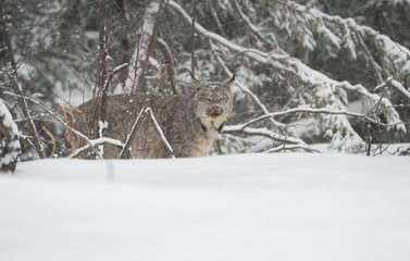 Canadian lynx in the wild