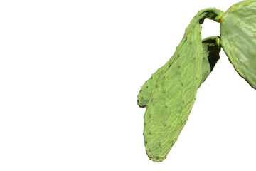 Detail shot of a green prickly pear cactus standing against a white background