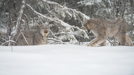 Canadian lynx in the wild