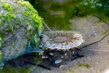 Extreme low tide on the Ventura Coast exposed sea anemone hidden next to a kelp covered rock in the tide pool.