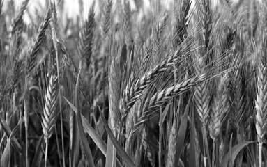 Grayscale shot of a wheat field - Powered by Adobe