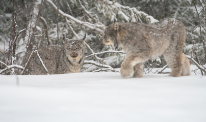 Canadian lynx in the wild