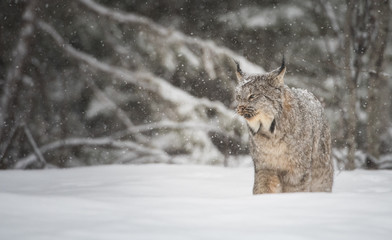 Canadian lynx in the wild