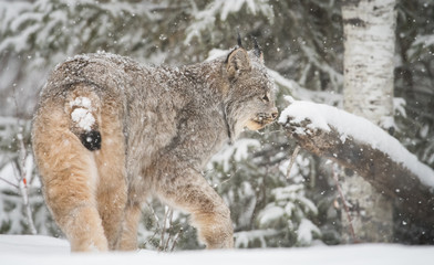 Canadian lynx in the wild