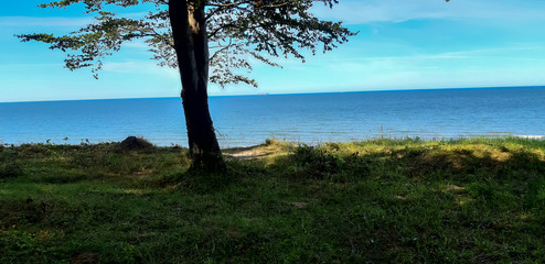 Drzewo na trawie przy nadmorskiej plaży.