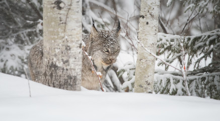 Canadian lynx in the wild
