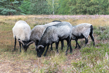Obraz na płótnie Canvas Moorland Sheep 'Heidschnucke' in German Heathland