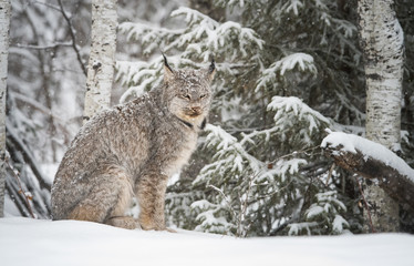 Canadian lynx in the wild