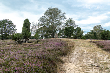 Heathland in Bad Fallingbostel, Germany