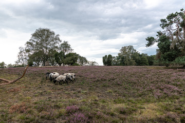 Heathland in Bad Fallingbostel, Germany