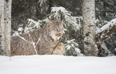 Canadian lynx in the wild