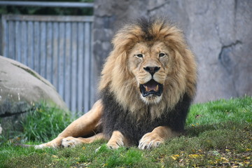 Fototapeta premium Lion laying around on a hot summer day.