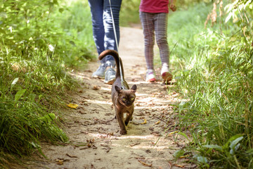 Burmese cat wearing harness and its owner in summer forest or park, young brown cat with leash and...