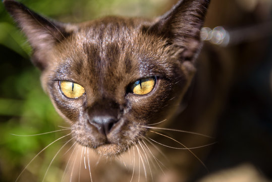 Burma cat walking outside, close-up face of brown cat in backyard garden.