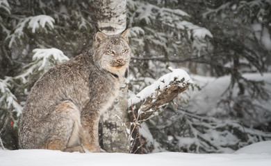 Canadian lynx in the wild