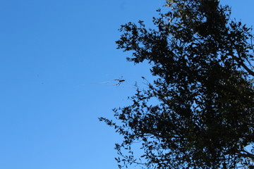 Tree branches against blue sky with a spider.